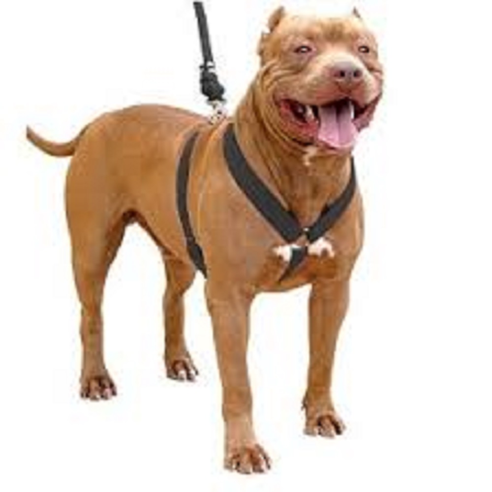 peitoral pitt bull.jpg